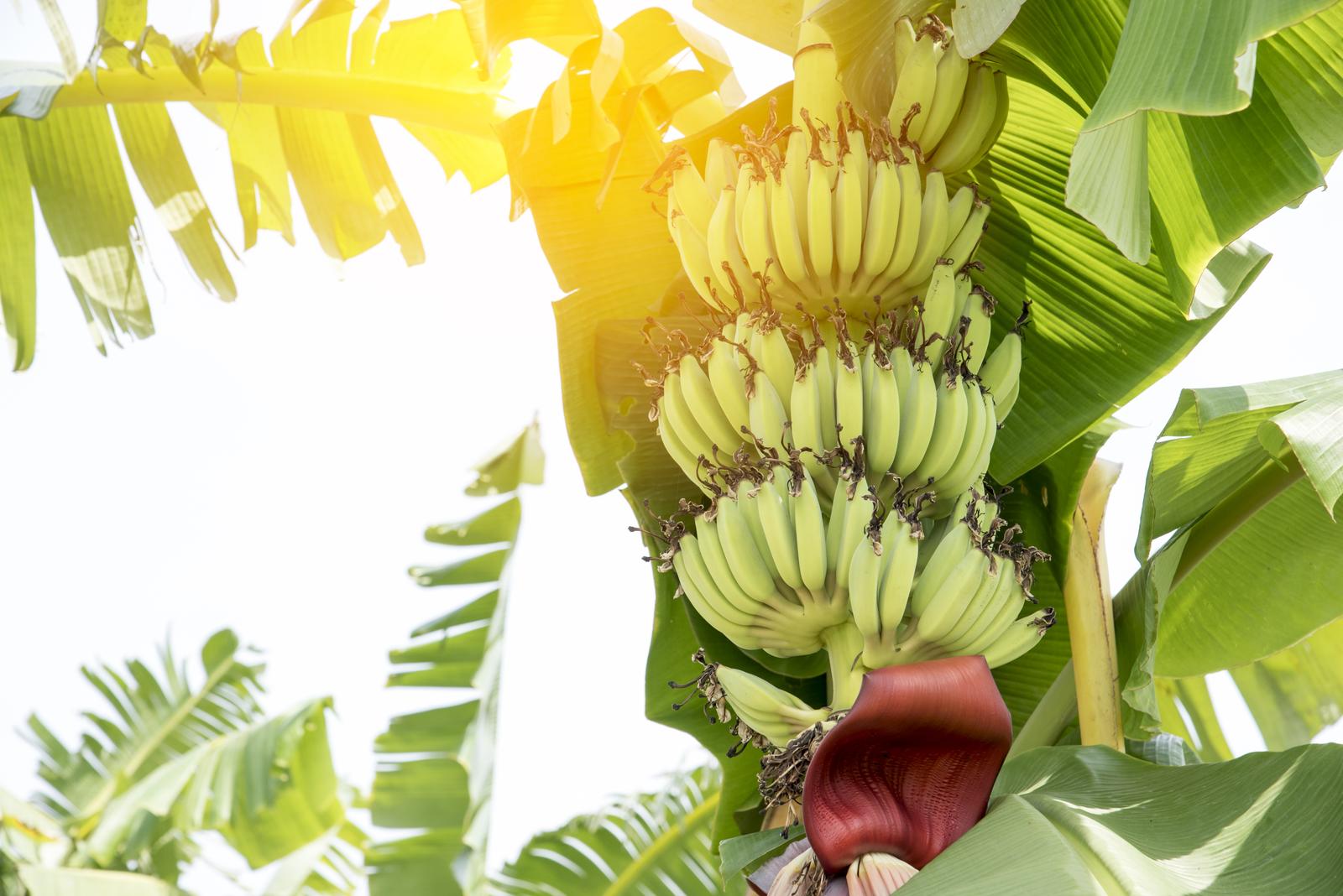 ¿Es posible el cultivo de plátanos en Chile?